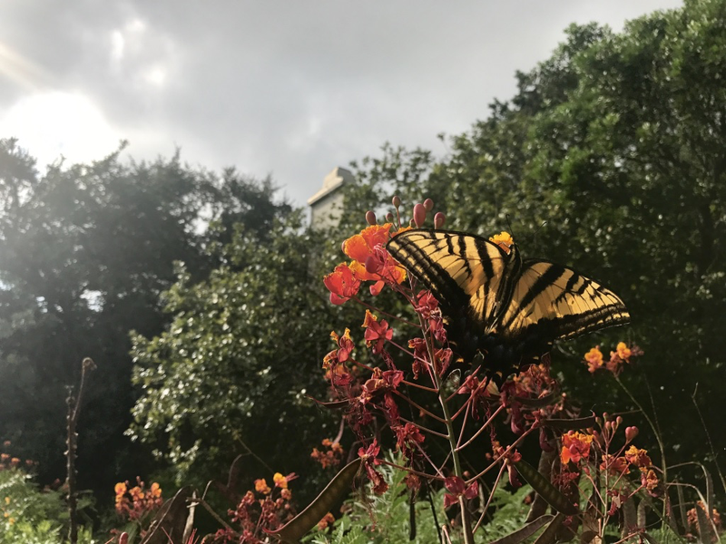 This is one of top 2 or 3 favorite pictures of the year. I took this with an iPhone 7 and am still amazed I was able to get this close without spooking the butterfly.